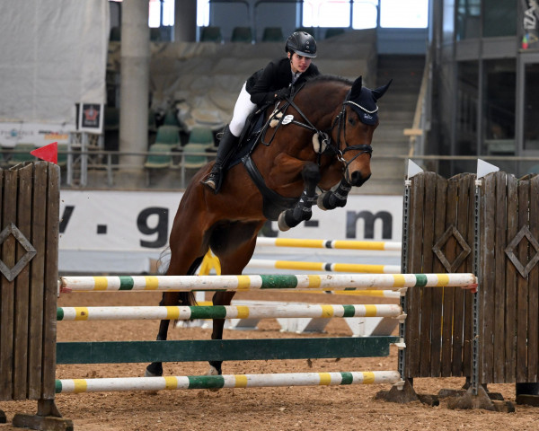 jumper Ami le diamont (German Sport Horse, 2012, from Champion de Cord)