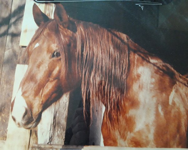 Zuchtstute Katinka (Trakehner, 1976, von Kaspar)