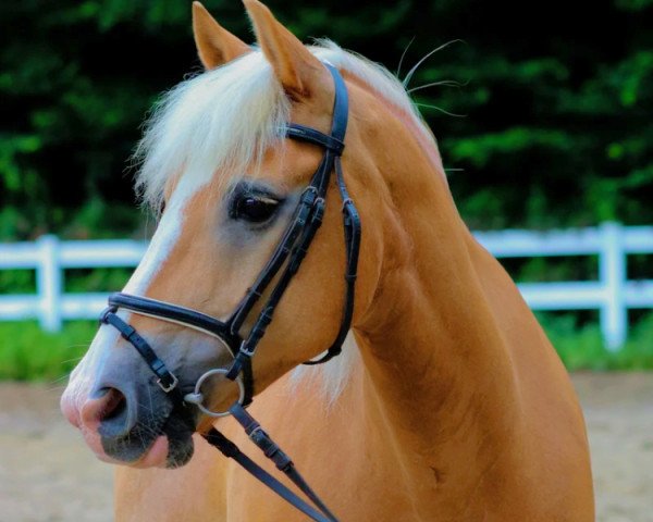 horse Andrusch v. Bodendorferberg (Haflinger, 2002, from Antares)