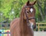 jumper Clyde L (Oldenburg show jumper, 2017, from L.b. Casanova)