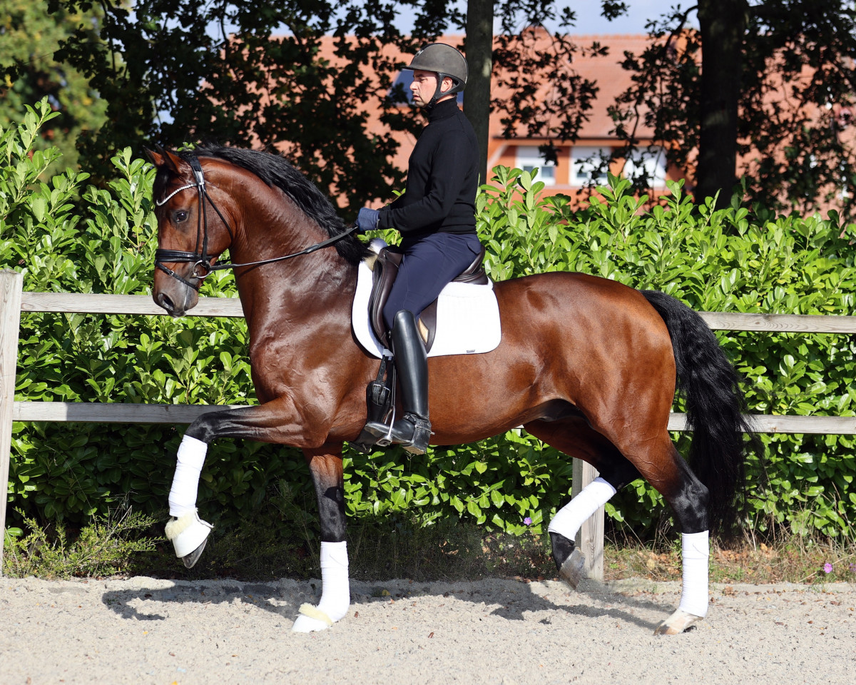stallion For Kingdom (Oldenburg, 2018, from For Emotion 6)