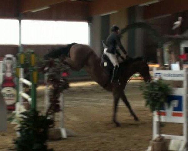 jumper Cosmos 54 (Hanoverian, 2003, from Contendro I)