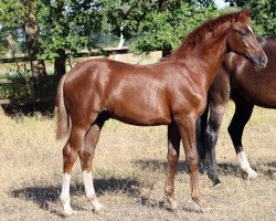 dressage horse Hengst von For Kingdom / Diamond Hit (Oldenburg, 2022, from For Kingdom)