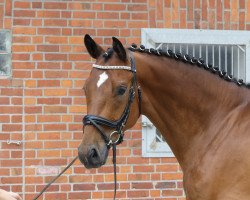 dressage horse Quibaldi Brestige (Oldenburg, 2018, from Quantensprung 3)