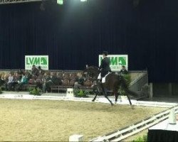 dressage horse Berti's Biene (Oldenburg, 2002, from Biotop)