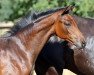 dressage horse Hengst von For Kingdom / Donnerball (Oldenburg, 2022, from For Kingdom)