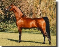 stallion GG Jabask ox (Arabian thoroughbred, 1973, from Bask ox)