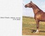 broodmare Jalana ox (Arabian thoroughbred, 1967, from Serafix ox)