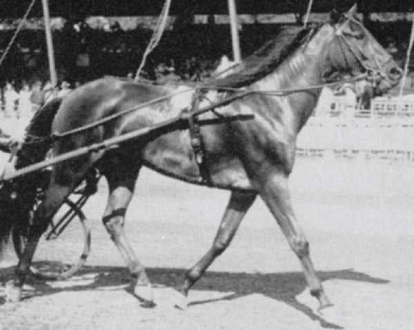 broodmare Tassel Hanover (US) (American Trotter, 1947, from Dean Hanover US-71679 (ex Mr Watt))