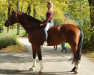 dressage horse Shipendale (Hanoverian, 2014, from Sir Donnerhall I)