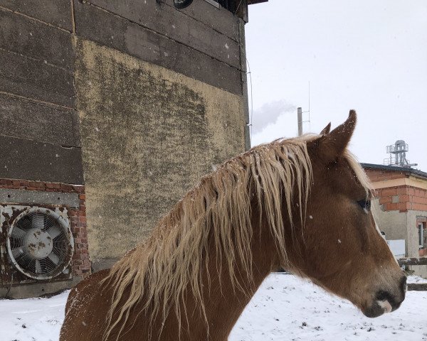 horse Tennessee (German Riding Pony, 2016, from Traumprinz)