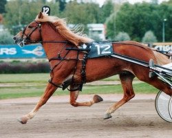 stallion Turo 2577-84J (Finnish workhorse, 1984, from Suikku 1810-78J)