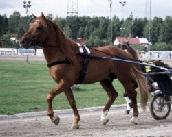 stallion Suikku 1810-78J (Finnish workhorse, 1978, from Vekku-Lento 555-74J)