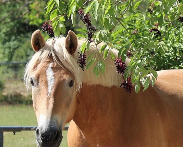 Pferd Waluliso (Haflinger, 2008, von Wonderboy)