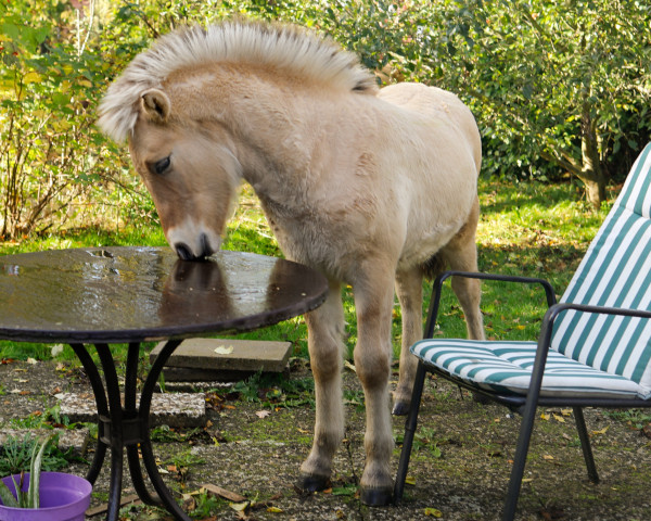 horse Rasmus (Fjord Horse, 2022, from Bram)