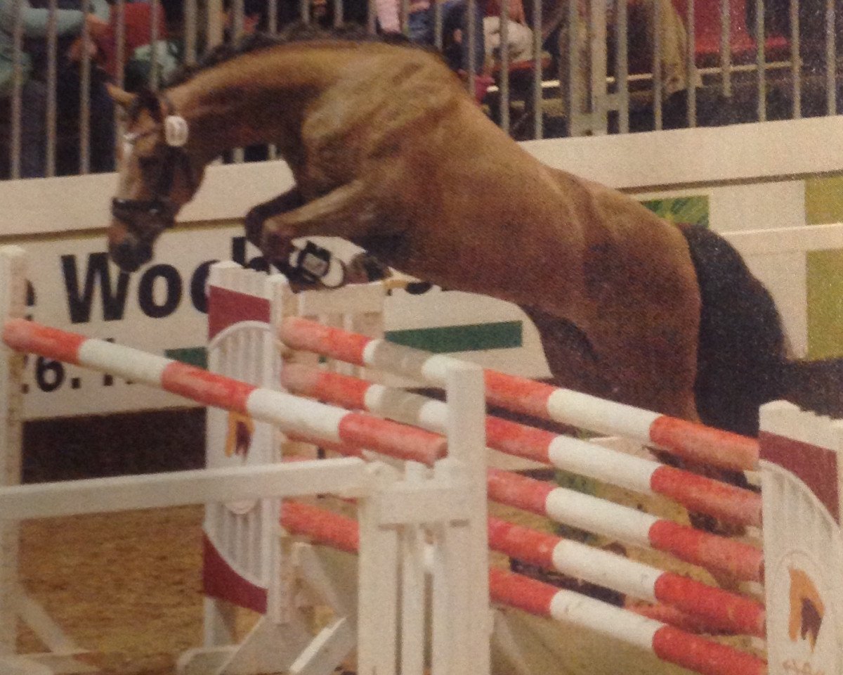 Deckhengst Cassius G (Deutsches Reitpony, 2013, von Churchill E WE)