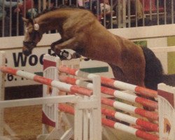 stallion Cassius G (German Riding Pony, 2013, from Churchill E WE)