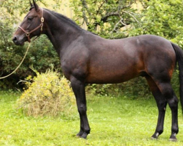 stallion Classic Response WA-904 (US) (American Trotter, 2000, from Yankee Glide N4720 (US))