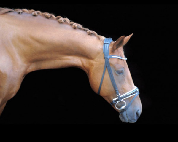 broodmare Rodine (Hanoverian, 2009, from Roadster)