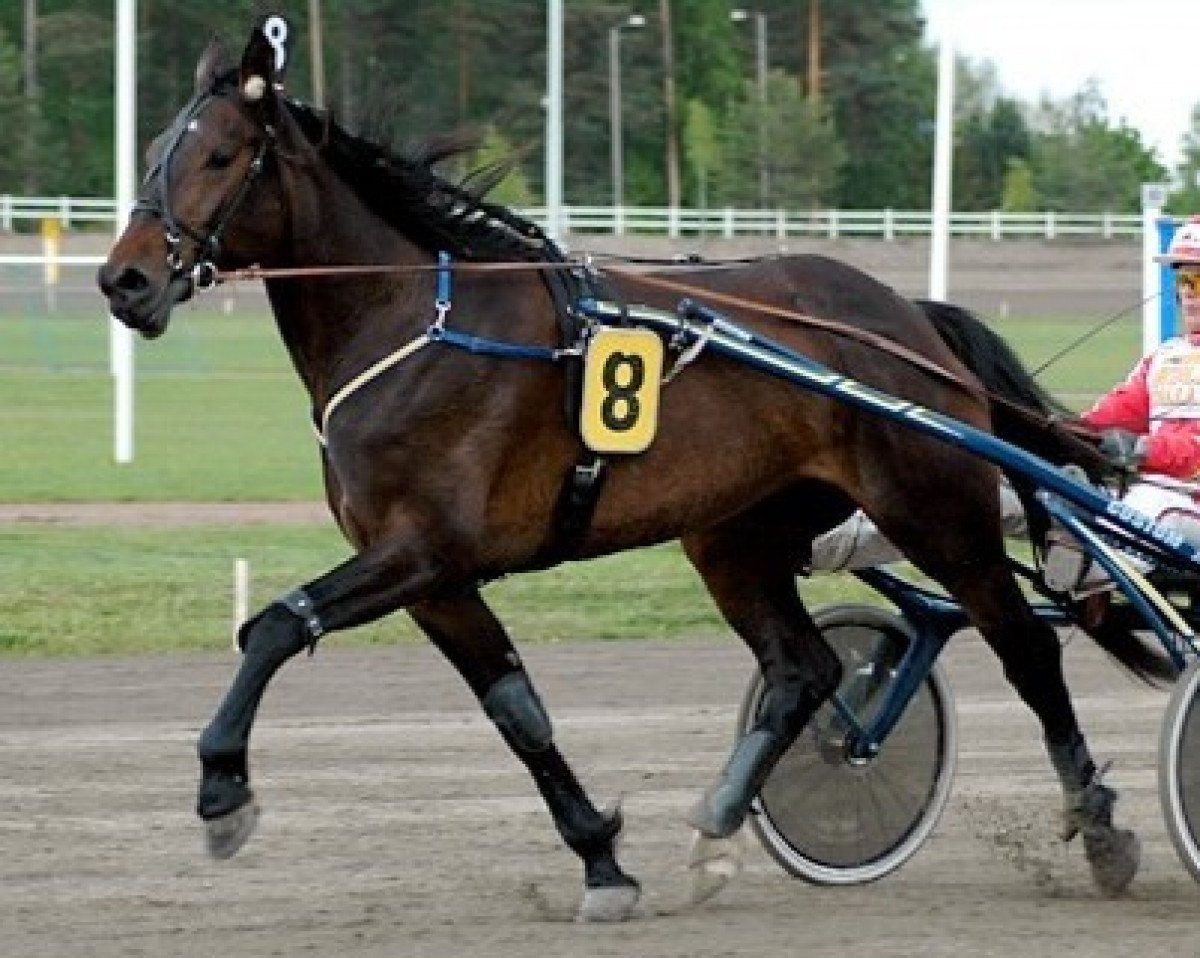 broodmare Red Sharon 02-1767 (SE) (Traber, 2002, from General November 91976 (DE))