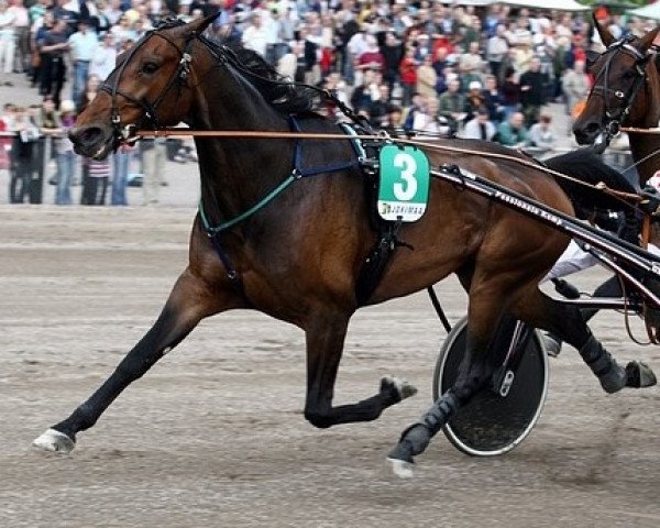 broodmare Passionate Kemp 01-1026 (American Trotter, 2001, from Lindy Lane M8375 (US))