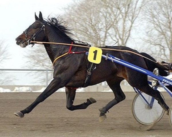 stallion Power To Charm W-9407 (US) (American Trotter, 2000, from Malabar Man N7987 (US))