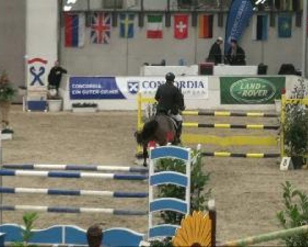 jumper Flashlight 16 (Hanoverian, 1995, from For Pleasure)