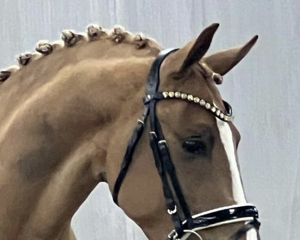 dressage horse Greenwood Golden Summer (Westphalian, 2020, from Golden Grey NRW)