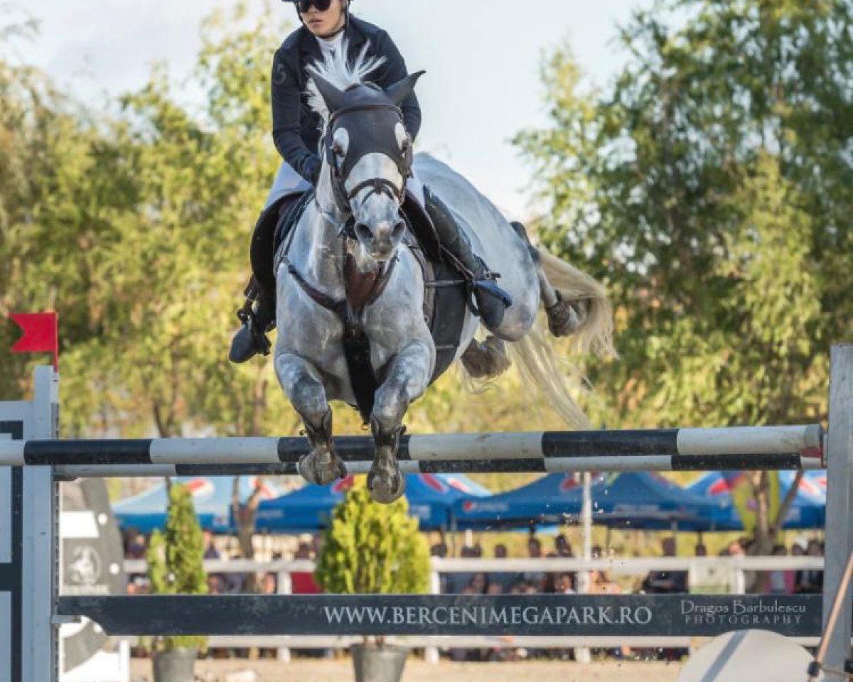 Springpferd Cader vd Slagershoeve Z (Zangersheide Reitpferd, 2010, von Cluysenaer Pni)