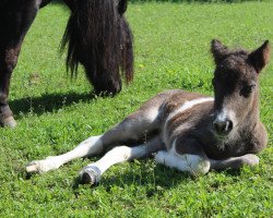 Pferd Meerhusens Elle Cee (Shetland Pony, 2022, von Obelix v. Hoeve Eelwerd)