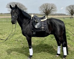 dressage horse For my Dreams (Kleines deutsches Reitpferd, 2016, from Future Dream)