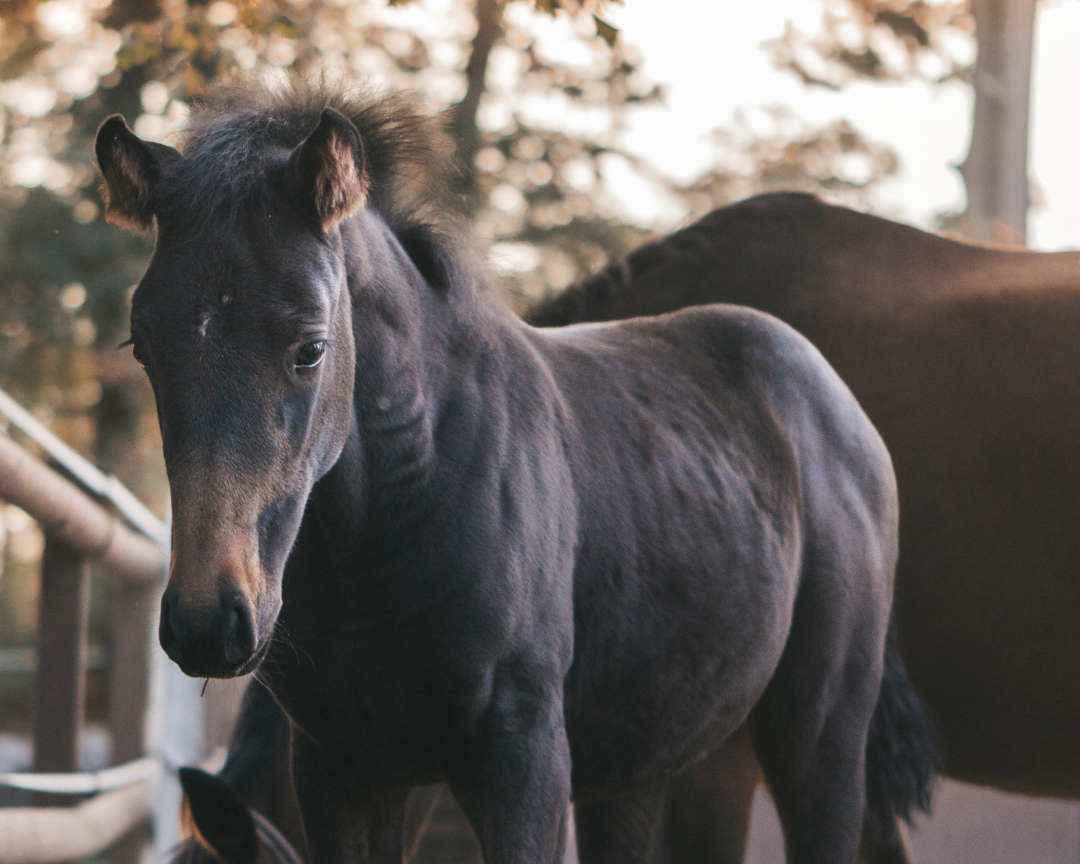 horse Calea de Semilly (Oldenburg show jumper, 2022, from Cornet de Semilly)