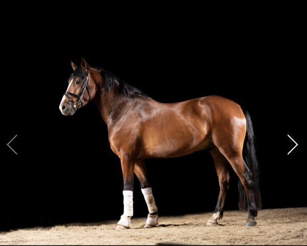 dressage horse Dangerous Dream 5 (New Forest Pony, 2017, from Bovenheigraaf's Camillo)