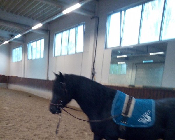 Pferd Black Diamond's Boy MRH (Welsh-Cob (Sek. D), 2010, von Neuaddparc Black Diamond)