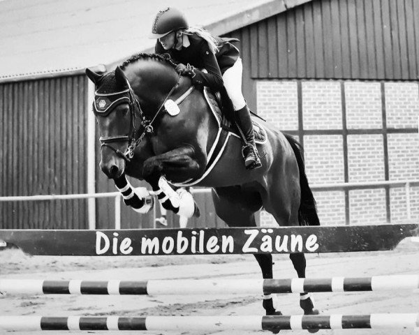 jumper Collin K (German Sport Horse, 2009, from Collini's Boy)