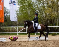 dressage horse Crocoman T (German Riding Pony, 2007, from Crocodile Rock)