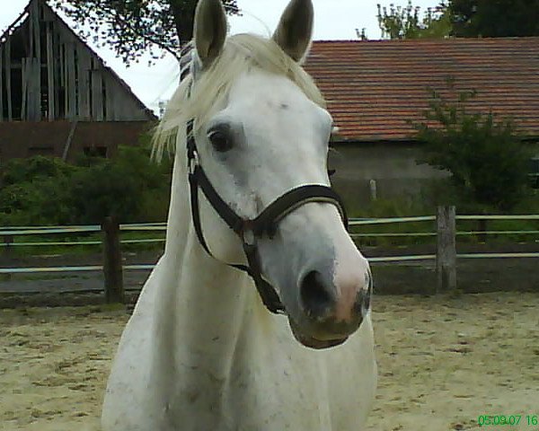 dressage horse Fabiola (Westphalian, 1994, from Funke)