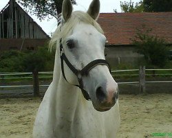 dressage horse Fabiola (Westphalian, 1994, from Funke)