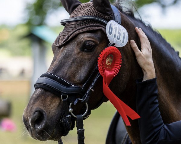 dressage horse Crocoman T (German Riding Pony, 2007, from Crocodile Rock)