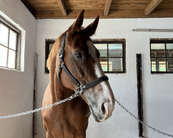 broodmare Letizia 3 (Austrian Warmblood, 2009, from Timpex Apoleon)