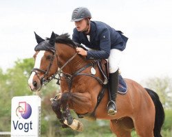 jumper Best Amy (Zangersheide riding horse, 2012, from Best Man Z)