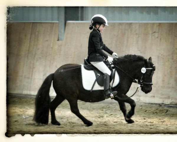 dressage horse Unico v.stal es.mi.vida (Shetland Pony, 2004, from Zwier van de Olde Maten)