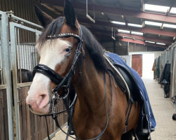 dressage horse Schierensees Mentalist (German Riding Pony, 2013, from Schierensees Mando Diao)