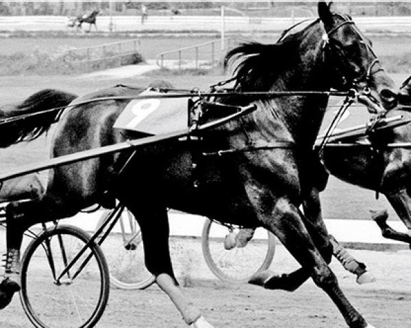 stallion Rubis Royal (FR) (French Trotter, 1961, from Tigre Royal (FR))