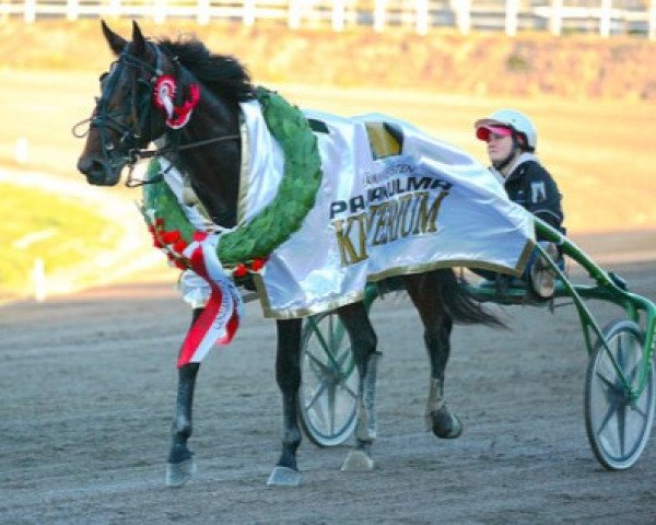 stallion Brad de Veluwe 08-2761 (American Trotter, 2008, from Andover Hall V-6418 (US))