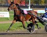 broodmare Amazing Ride 02-1804 (American Trotter, 2002, from Muscles Yankee P-4377 (US))