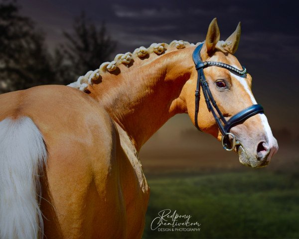 stallion Wonderstar (Oldenburg, 2017, from Weissgold GF)