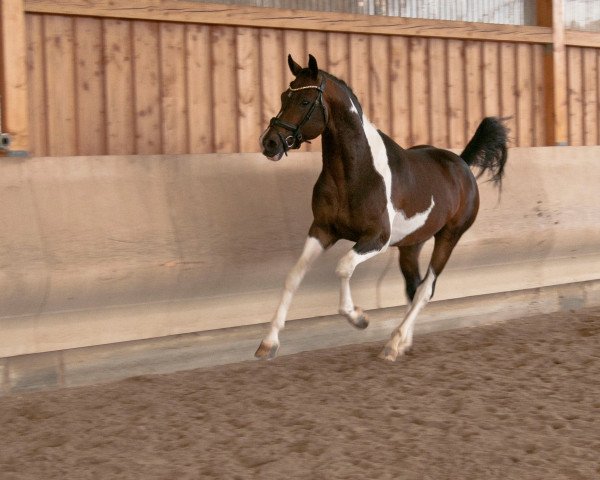 stallion Tagtraum Z (Zangersheide riding horse, 2017, from Talisman GF)