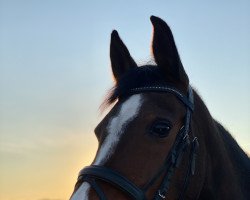 jumper Jaline (German Riding Pony, 2009)