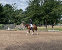 dressage horse Par exellence 7 (Kleines deutsches Reitpferd, 2011, from The Braes My Mobility)